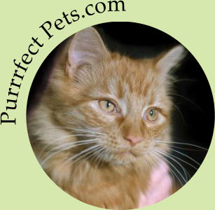 Purrrfect Pets.com